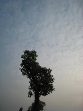 Looking up at tree with no branches with blue sky and clouds in background Stock Photos