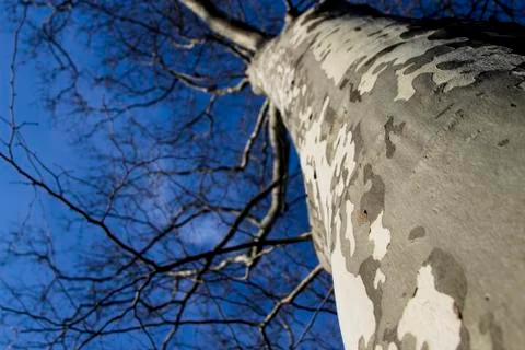 Looking up Tree Stock Photos