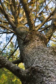 Looking up at a tree. Stock Photos