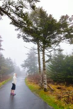 Looking Up A Tree Stock Photos