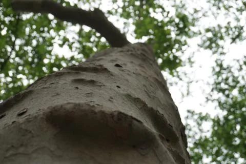 Looking Up At A Tree Stock Photos