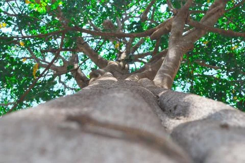 Looking up on the tree Stock Photos