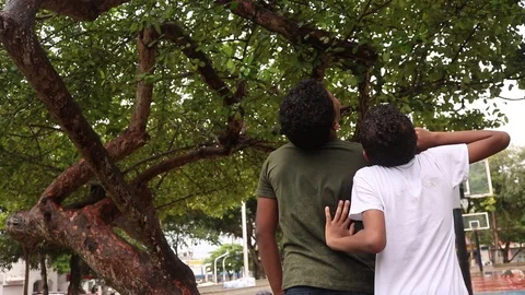 Looking up a tree at a public park in the city Stock Footage 101802921