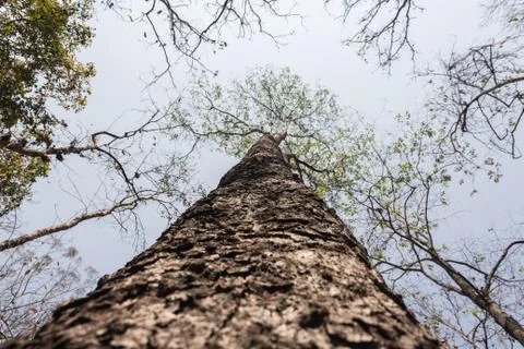 Looking up tree at sky Stock Photos