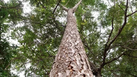 Looking Up Into Tree Through The Green Leaves Stock Footage 116485948
