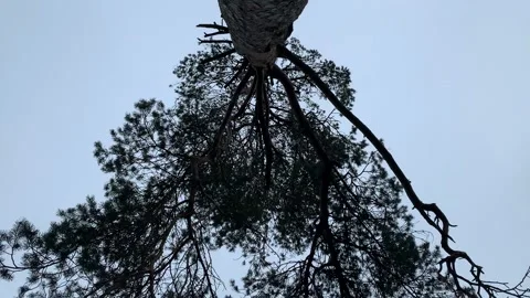 Looking up tree with tilt 動画素材 166975859