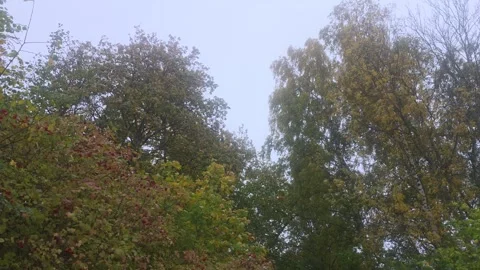 Looking Up At Tree Tops And Branches Against Overcast Sky Stock Footage 348074944