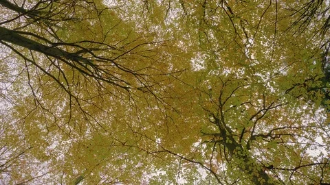 Looking up at the tree tops and spinning around Stock Footage 81836322