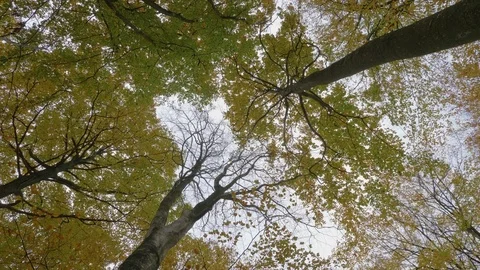 Looking up at the tree tops and spinning around Stock Footage 81837709