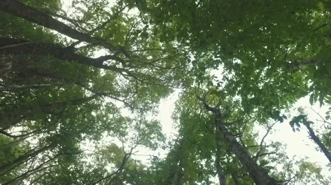 Looking up at the tree tops Stock-Footage 68318303