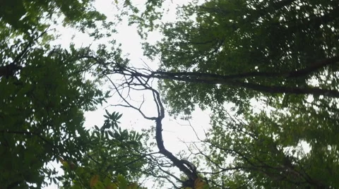 Looking up at the tree tops Stock Footage 68318660