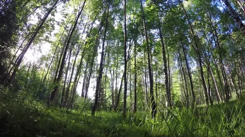 Looking up on tree tops Stock Footage 77476765