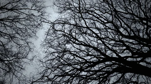 Looking up to tree tops of a forest canopy in winter - smooth rotation 01. 4K Video stock 169044250