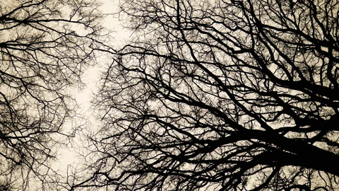 Looking up to tree tops of a forest canopy in winter - smooth rotation 02. 4K Stock Footage 169045632