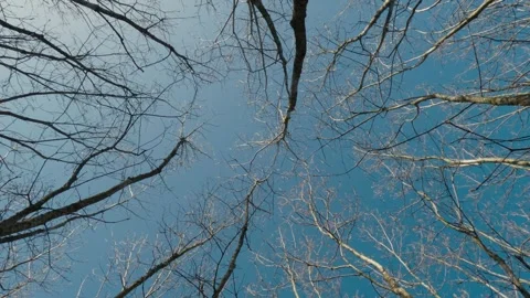 Looking Up at Tree Tops with No Leaves in Spring, Blue Sky Background Stock Footage 316297089