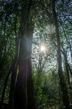 Looking up into the tree tops Stock Photos