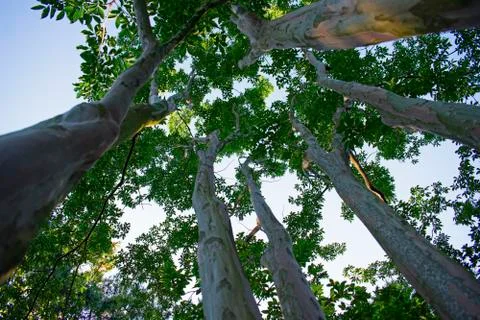 Looking up the Tree Tops Stock Photos