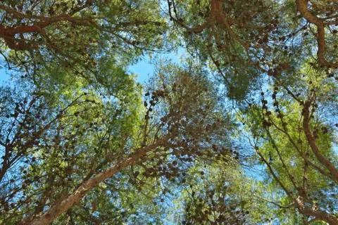Looking up at Tree Tops in Pine Forest, La Couronne, Martigues, Cote Bleue, Stock Photos