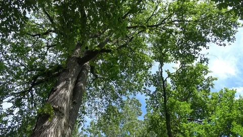 Looking up at tree tops, sky as camera rotates 스톡 동영상 86894712