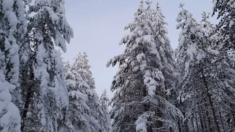 Looking at tree tops while walking with camera in spectacular snow covered wi Vídeos de archivo 146466225