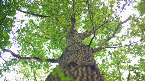 Looking up tree trunk of big tree to canopy of green leaves in forest in England Stock Footage 233222238