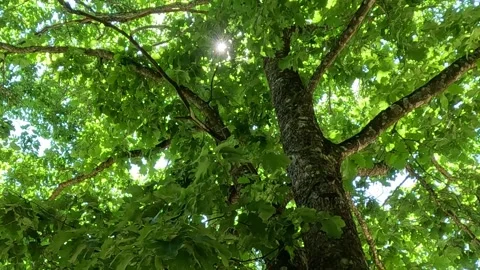 Looking Up at Tree Trunk With Branches and Sunlight Stock Footage 339822764