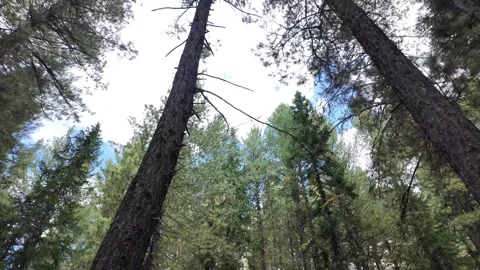 Looking Up Tree Trunk Branches from Below Nature Green Environment,  Stock Footage 287196317