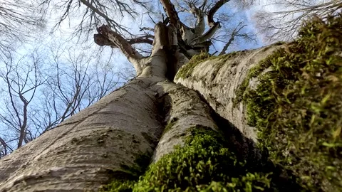 Looking up a tree trunk covered with lush moss against the sky, autumn landscape 動画素材 257200035