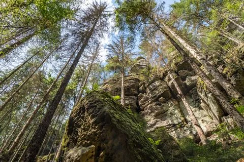 Looking up the tree trunk in the forest Stock Photos