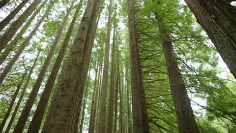 Looking Up Tree Trunk Reveal Canopy, Redwoods Forest, Victoria, Australia Stock Footage 227466311