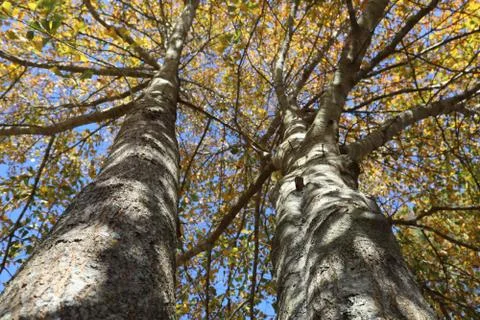 Looking up tree trunks towards the blue sky to view the autumn foliage Stock Photos