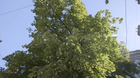Looking up at tree while rounding corner in Odessa Ukraine with sun flare slomo 스톡 동영상 122546350