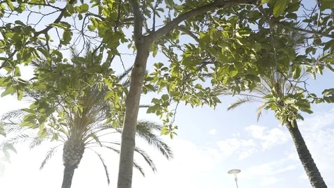 Looking up to the treees, sky and a sunflare Stock Footage 100525221