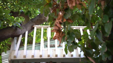Looking up at treehouse in beautiful green tree, White fenced treehouse Stock Footage 140214441