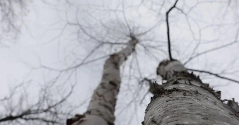 Looking Up At Trees 01 Stock Footage 73240597