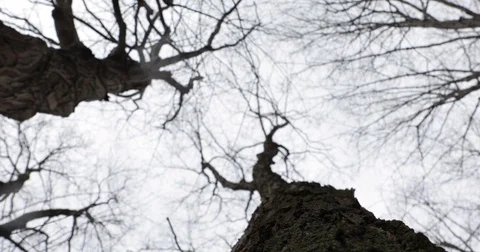 Looking Up At Trees 02 Stock Footage 73240633