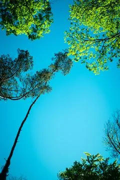 Looking up at trees against bright blue sky nature photography scenery Stock Photos