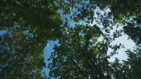 Looking up at trees against a stunning blue sky. Stock Footage 342586877