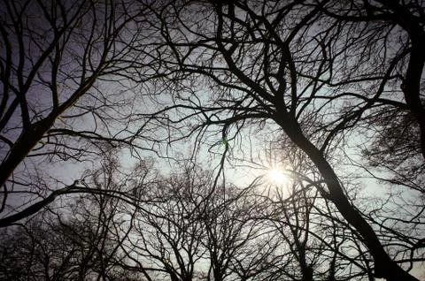 Looking up at the trees and bare braches on a sunny day in spring Stock Photos