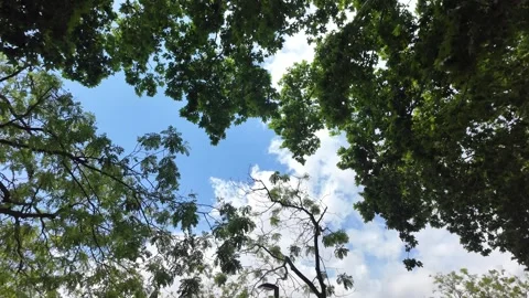 Looking up to the trees and clouds, beautiful nature background, 4K Stock Footage 276489891