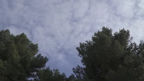 Looking at the trees and the cloudy sky Stock Footage 238866640