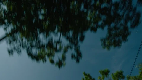 Looking up at trees and powerlines Stock Footage 110048081