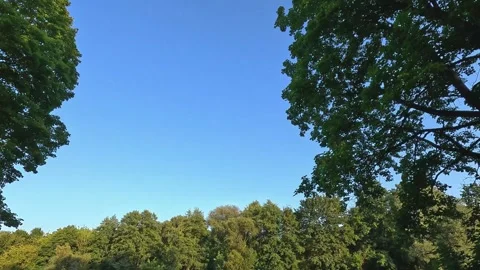 Looking up at trees and sky above forest lake Stock Footage 314313421