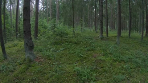 Looking up at the trees and sky in a forest wide angle 4k60fps Stock Footage 135833522