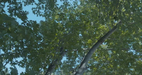 Looking up at trees and sun when walking Vídeo Stock 130930388