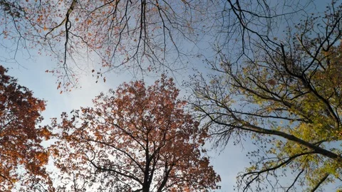 Looking up at the trees in autumn Stock Footage 120039992
