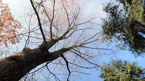 Looking up at the trees in autumn Stock Footage 120039998