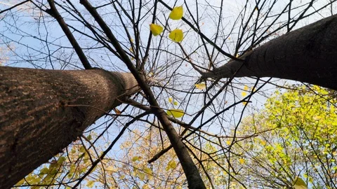 Looking up at the trees in autumn Stock Footage 120040496