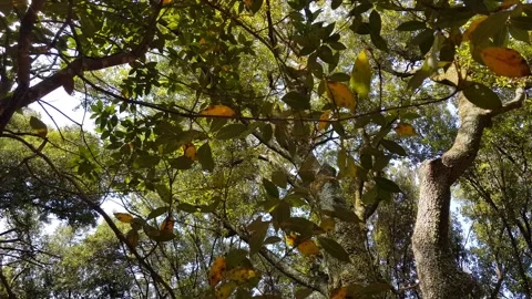 Looking up at the trees in Aymerich Park Stock Footage 202087956