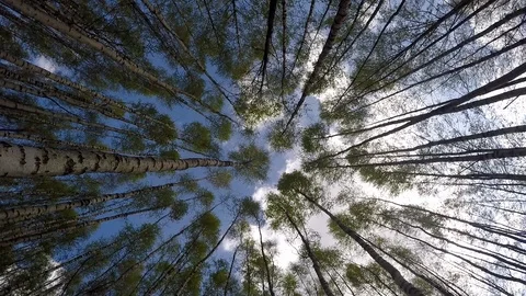 Looking up the trees in a birch forest Video stock 104803712